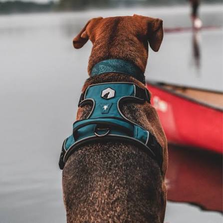 Mesa Harness