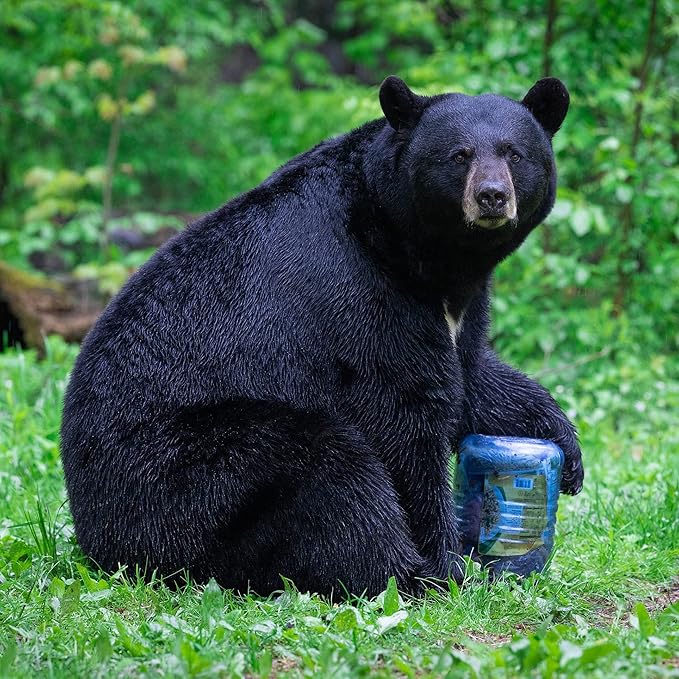 Bv500 Journey Bear Resistant Food Canister