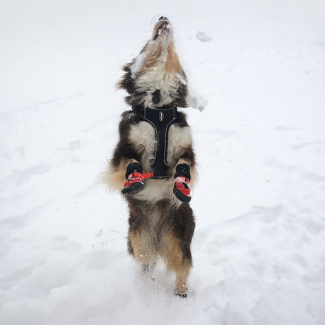 Bottes pour chien Tundra